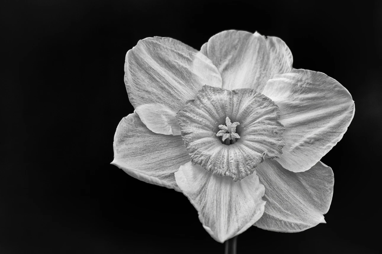 Narzisse monochrom