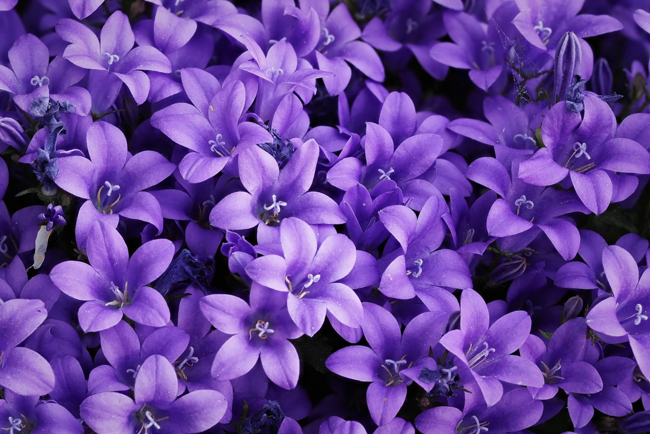 Campanula portenschlagiana oder  Dalmatiner Glockenblume