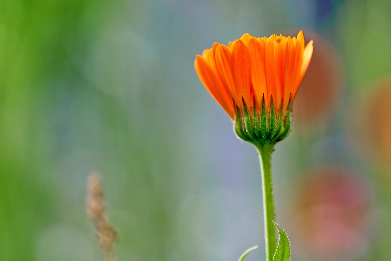Ringelblume