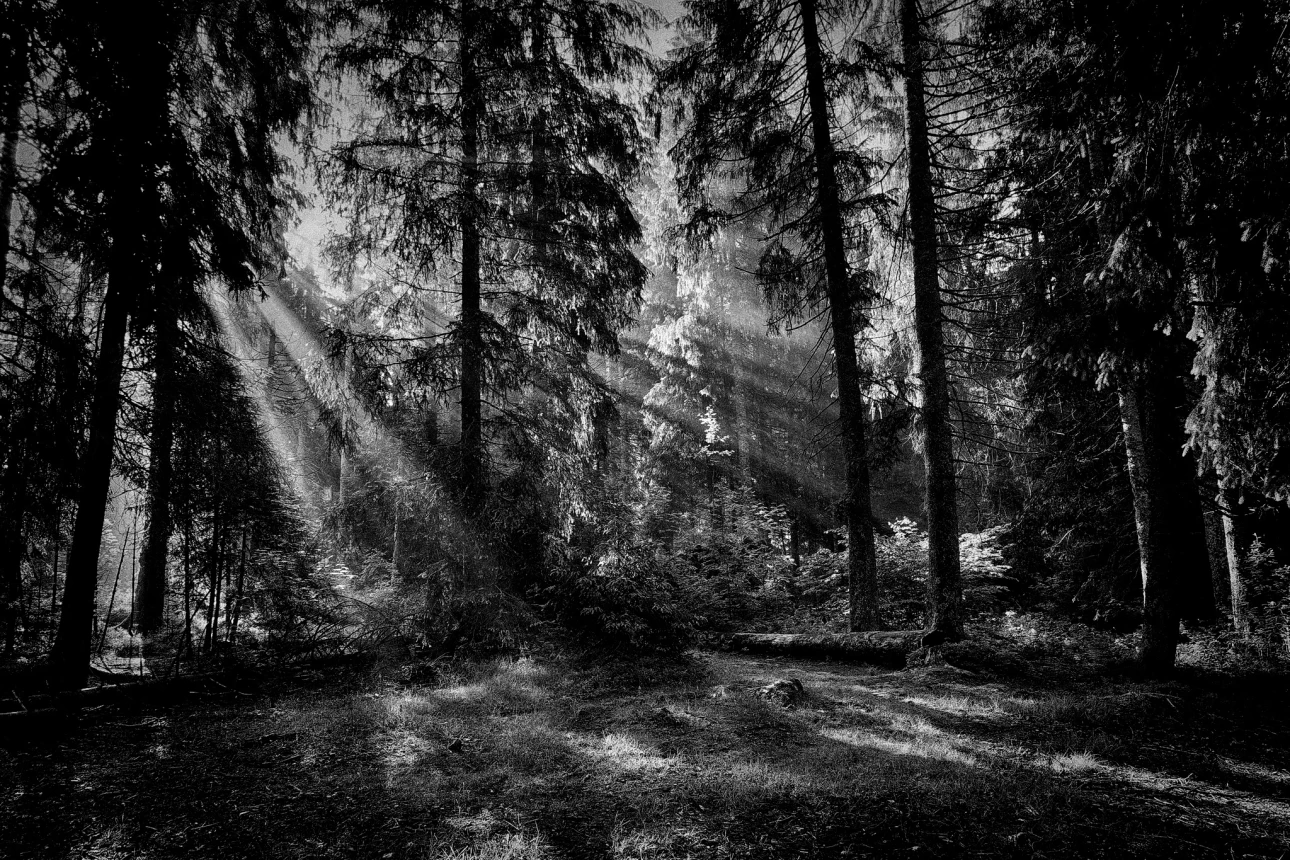 Lichtstrahlen auf Waldlichtung, Schwarz-weiss
