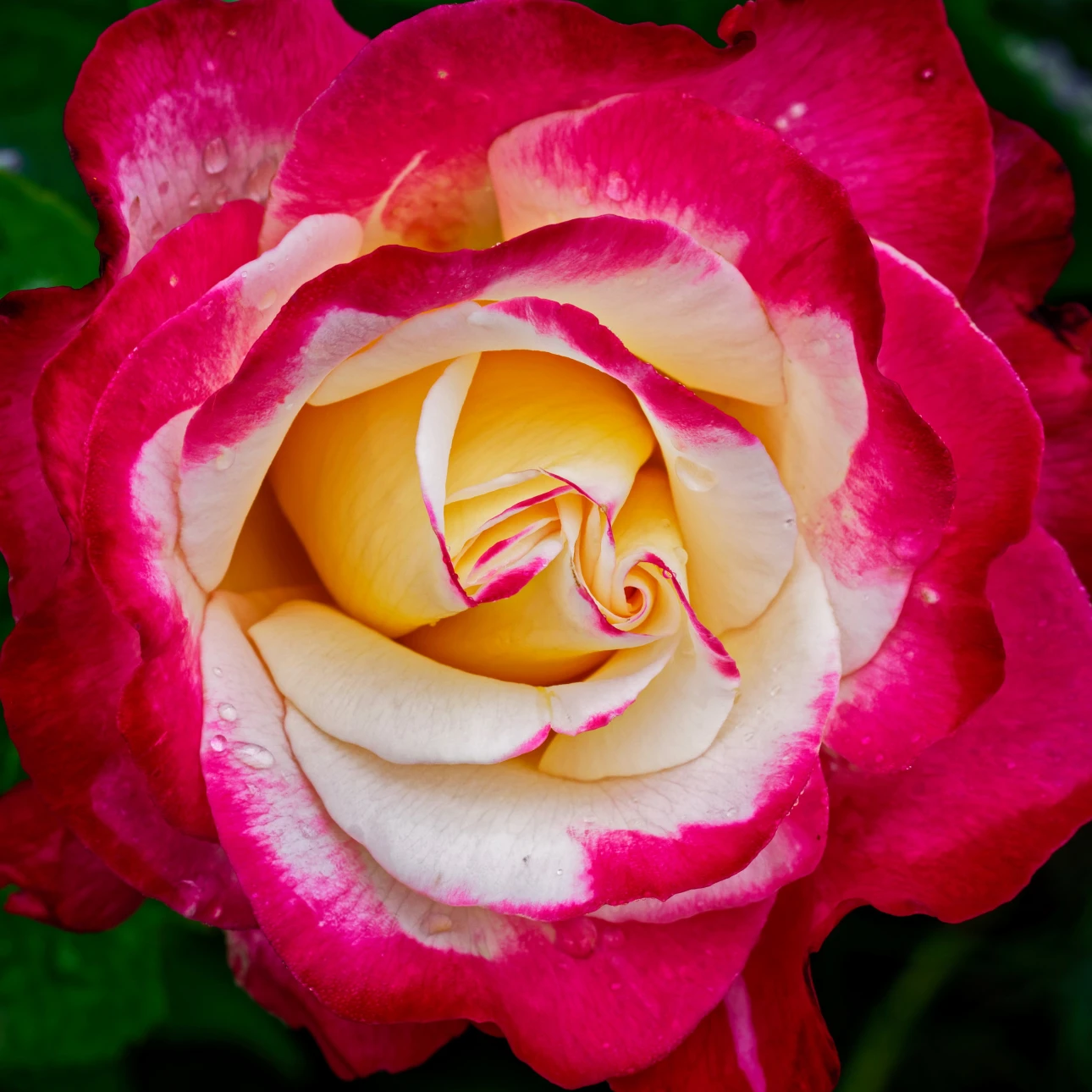 Rot-weisse Rose