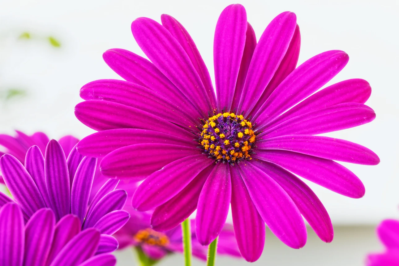 Bornholmmargeriten violet