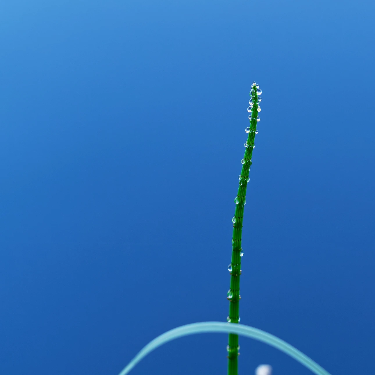 Pflanzenstengel im Wasser