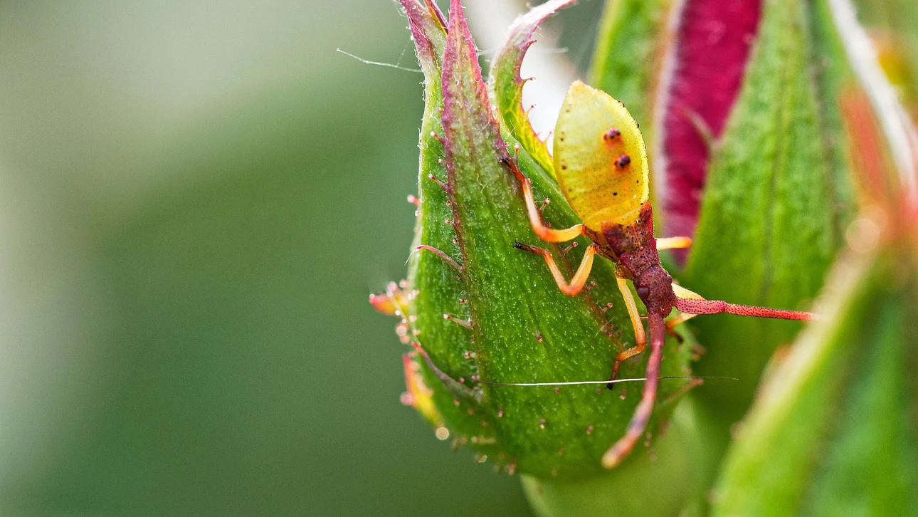 Breitmaulrüssler, noch sehr jung