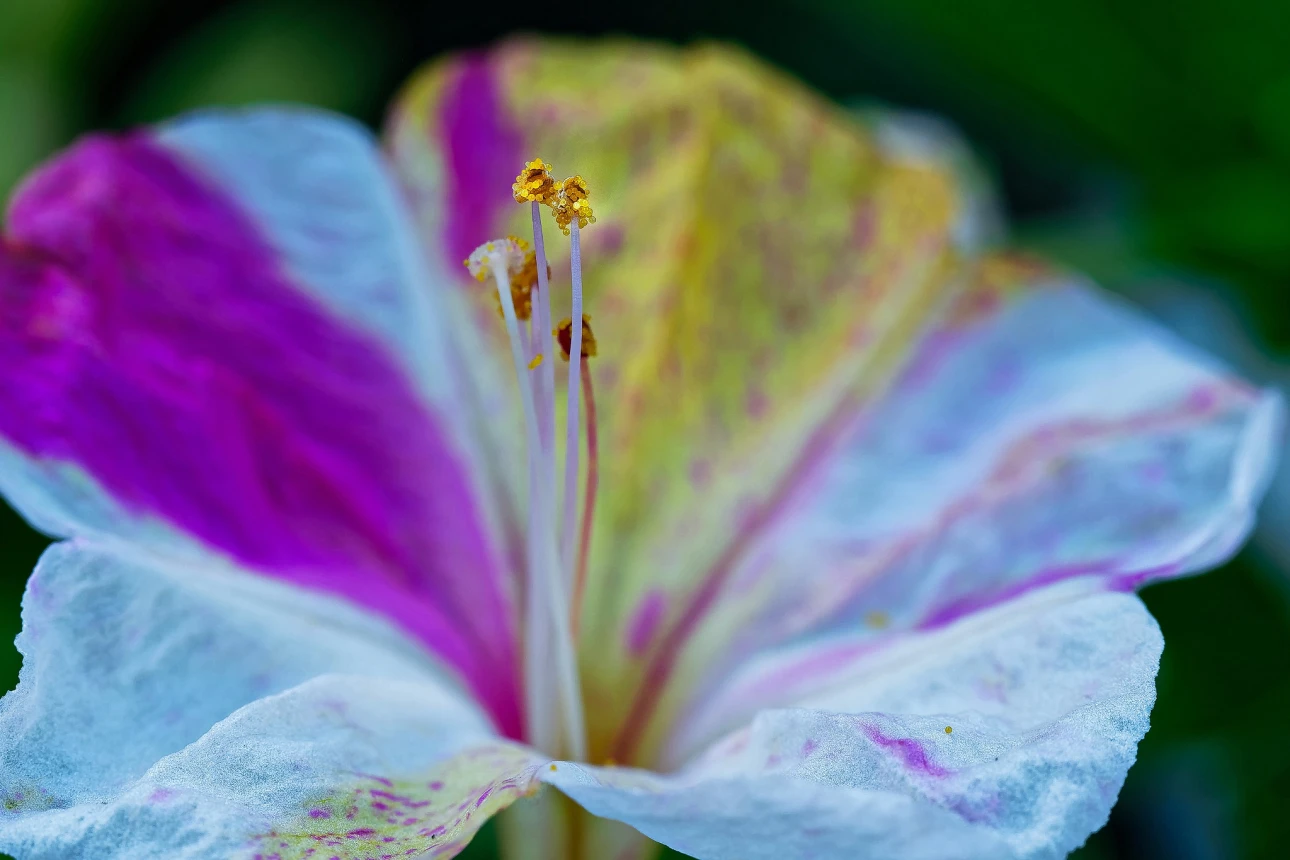 Wunderblume (Mirabilis jalapa)