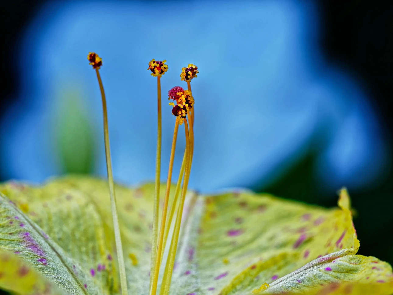 Wunderblume (Mirabilis jalapa)