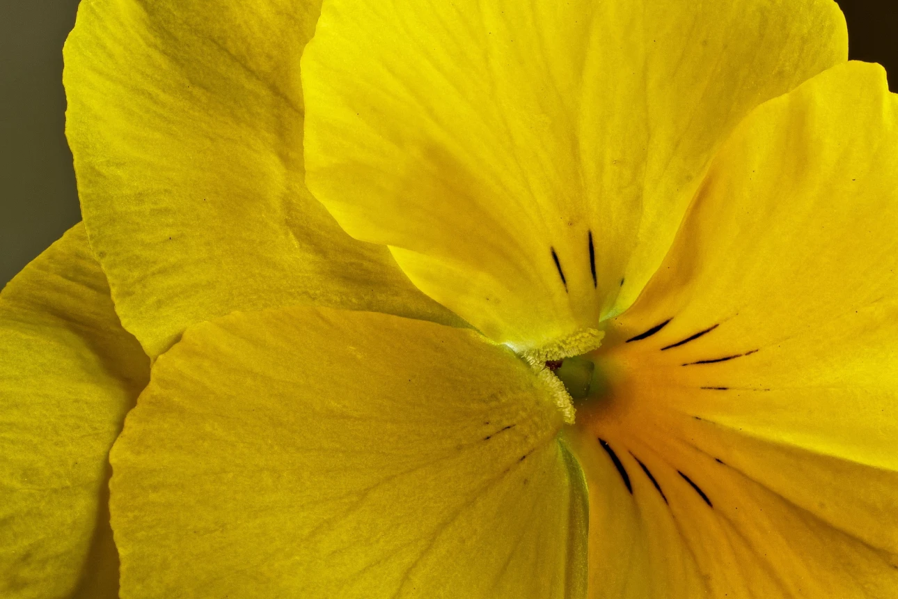 Gelbes Galmei-Veilchen