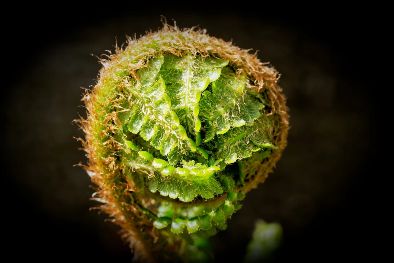 Farn vor der Entfaltung