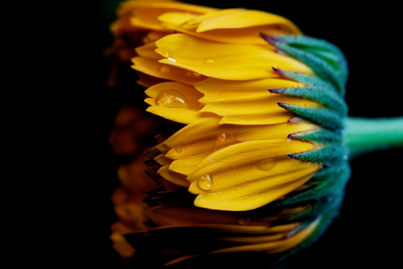 Geschlossene Ringelblume nach dem Regen