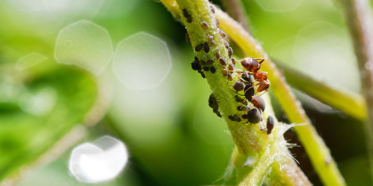 Ameisen und Blattläuse III