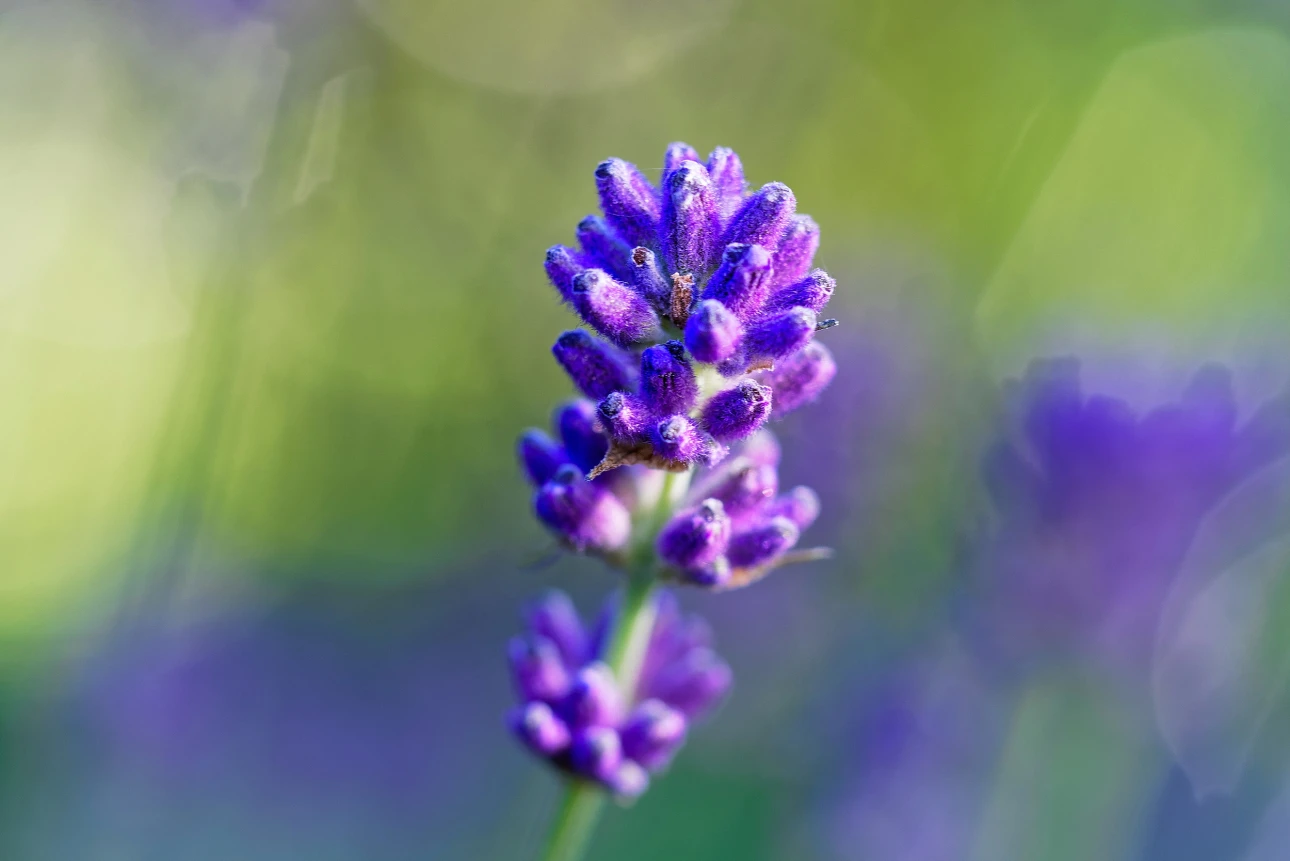 Junger Lavendel