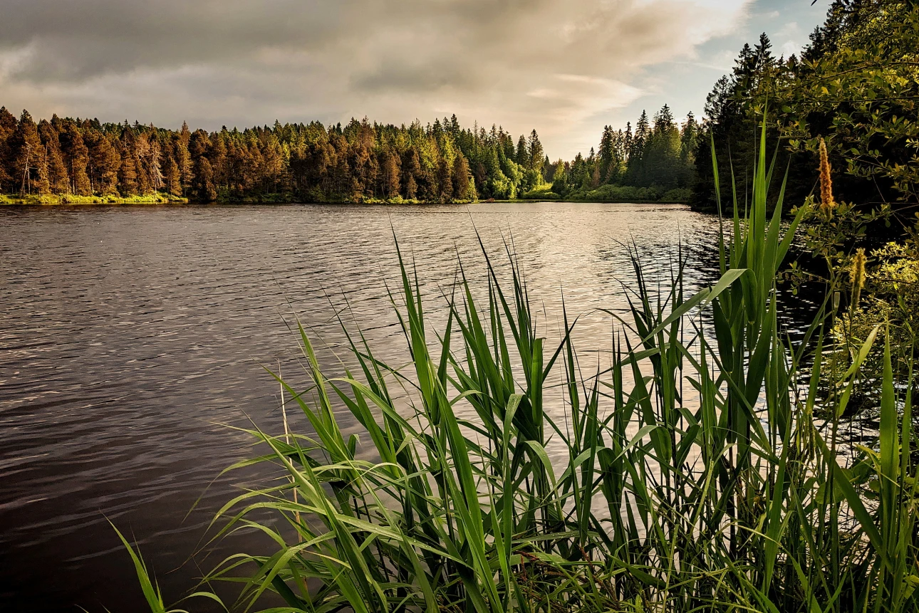 Friedliche Stimmung am Etang