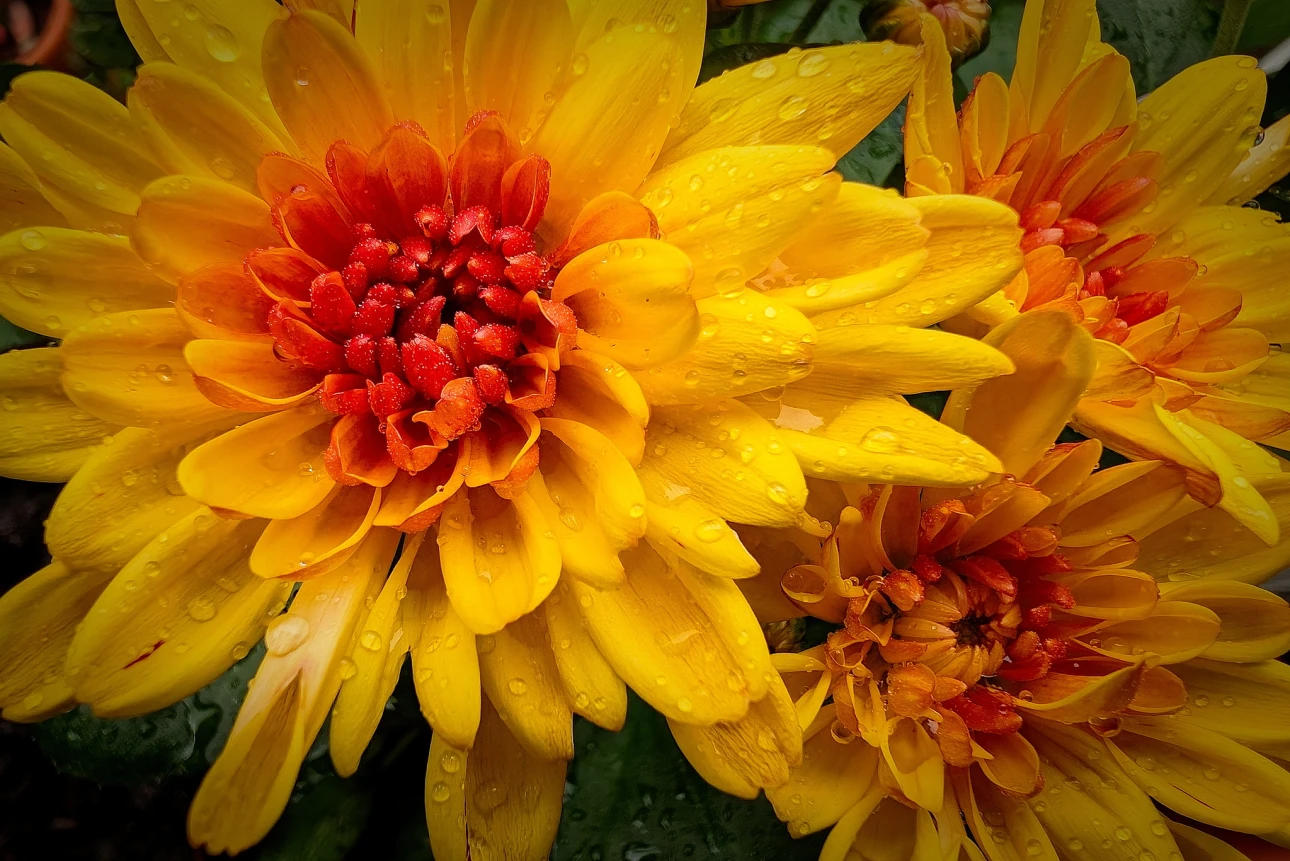 Winteraster Trio