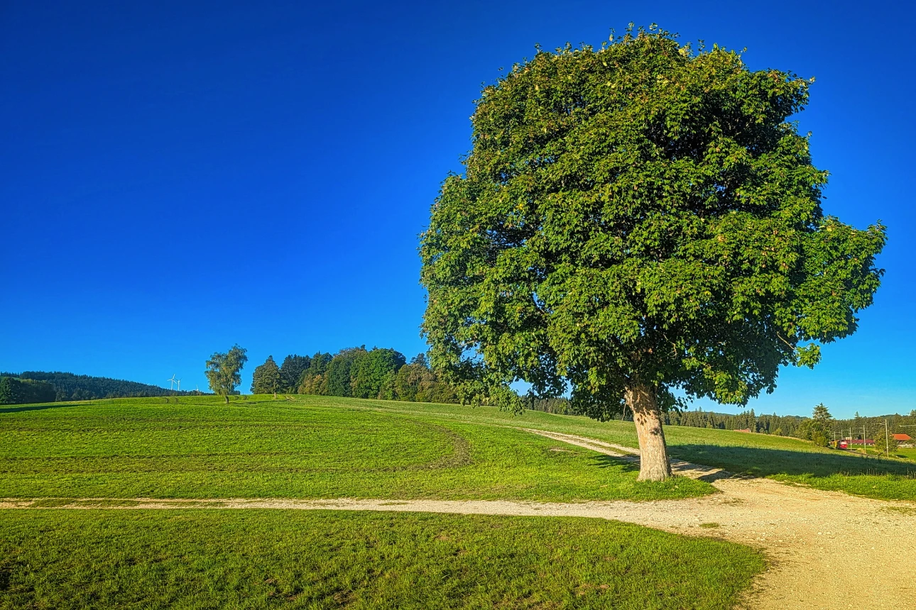 Der Baum