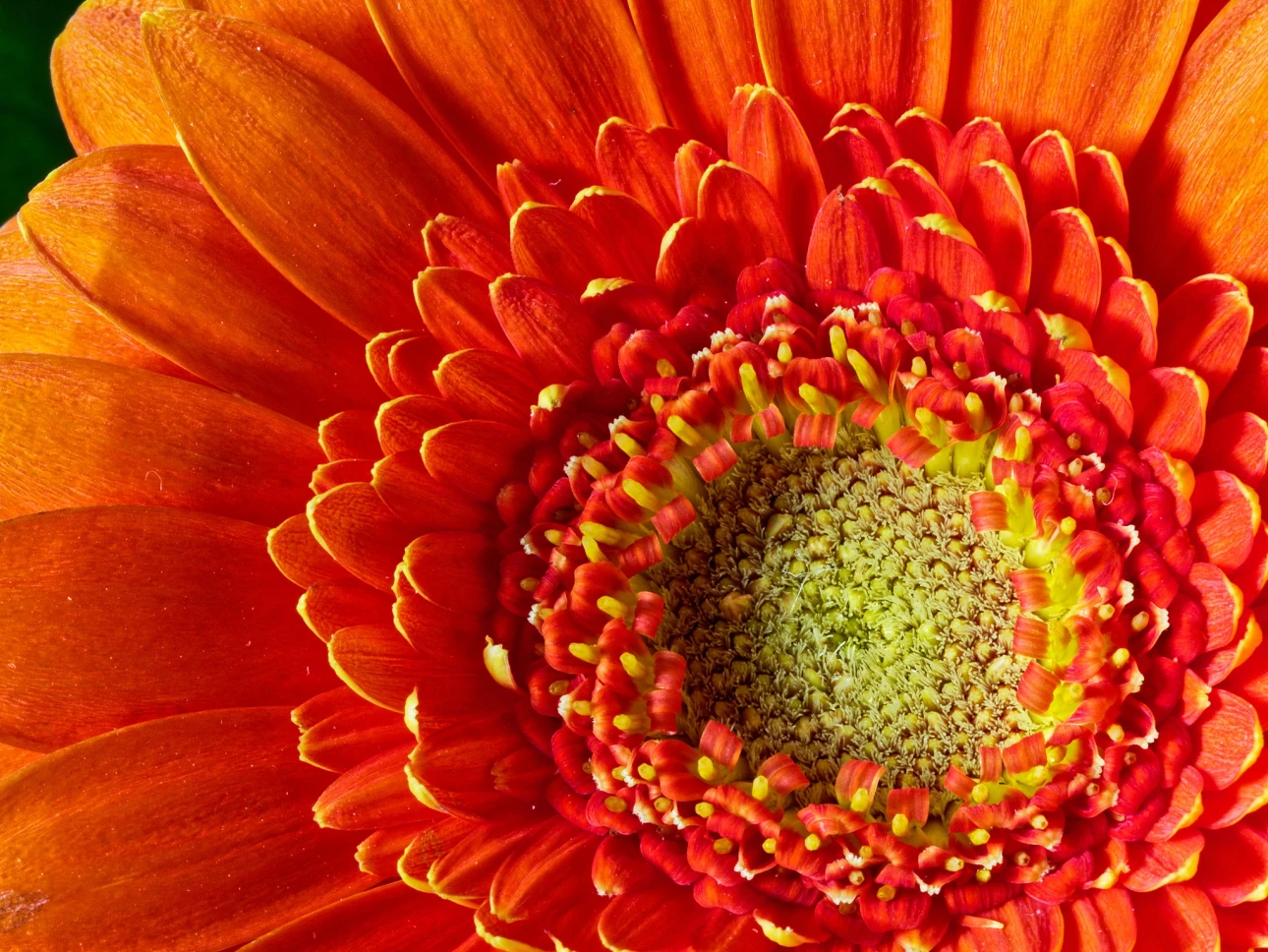 Gerbera orange