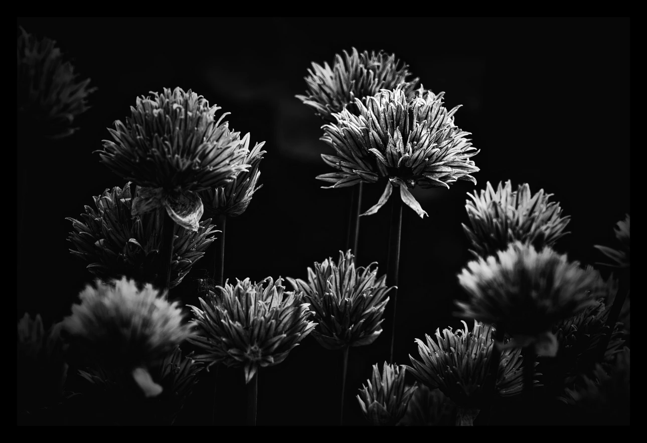 Blühender Schnittlauch