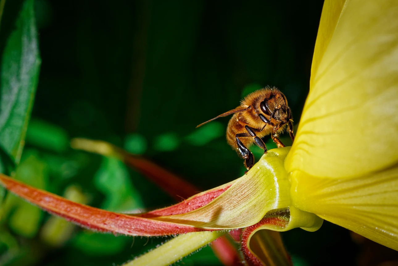 Biene an der Nachtkerze