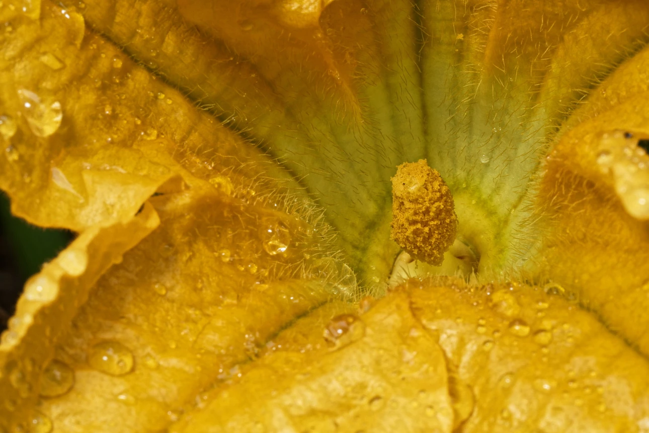 Zucchiniblüte