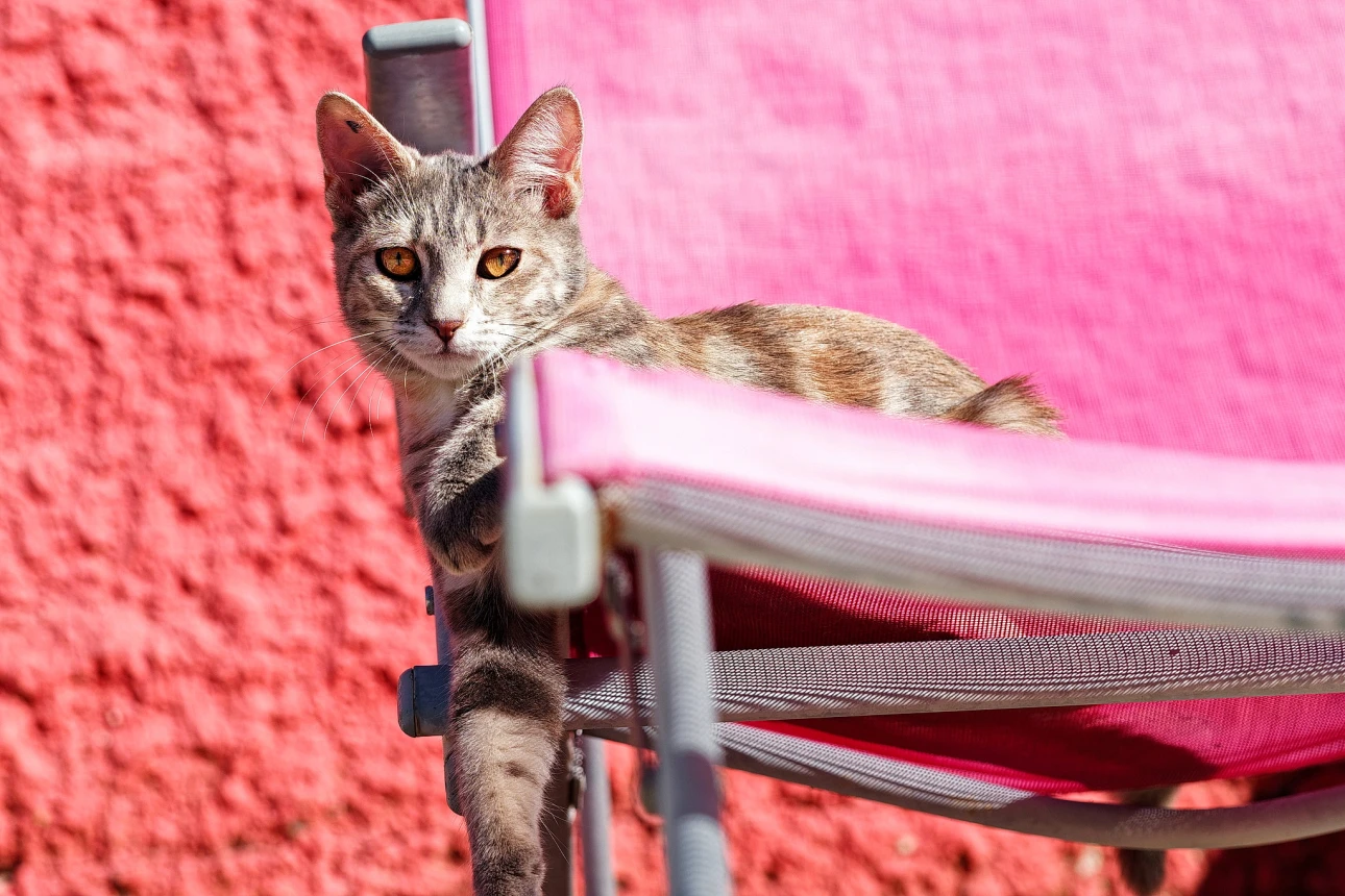 Minka auf dem Liegestuhl
