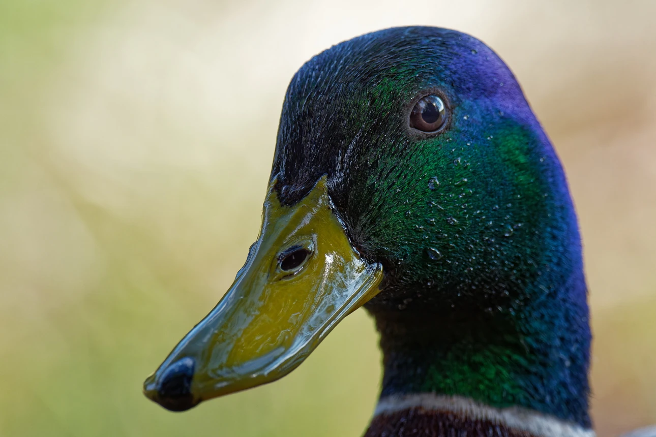 Sir Duck (Stockente)