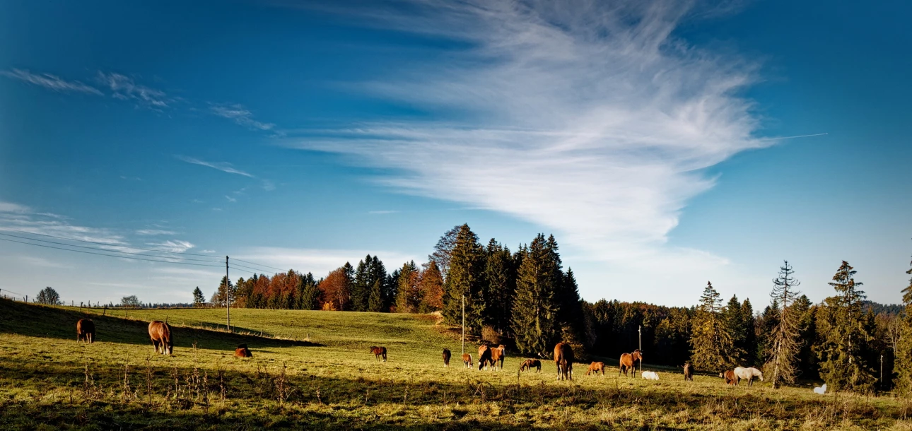 Typische Pferdeweide im Jura