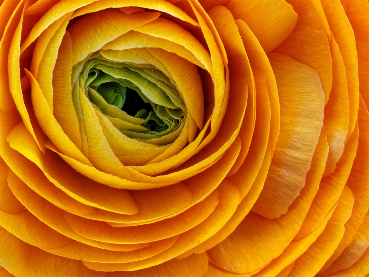 Orange-gelbe Ranunkel
