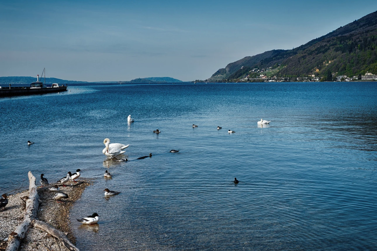 Seevögel am Ufer des Bielersee II