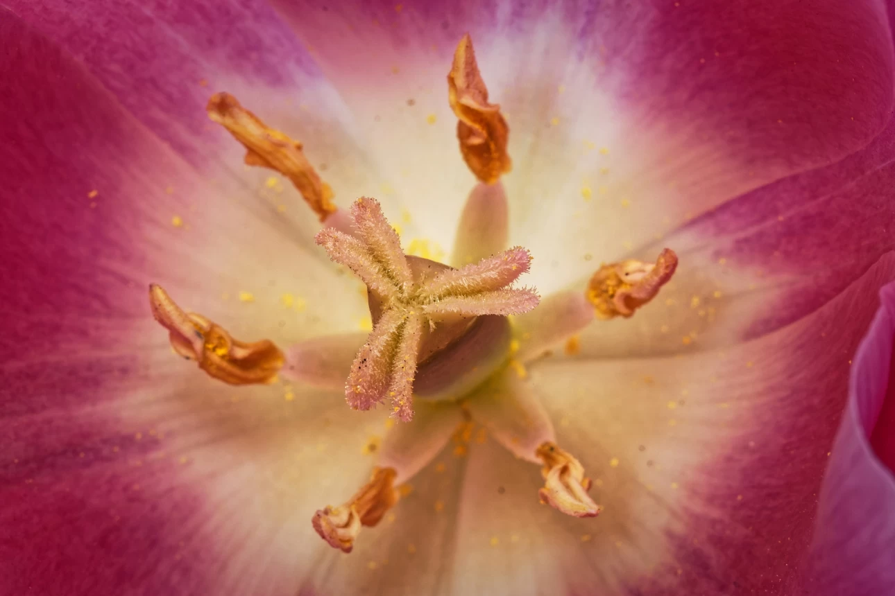 Tulpen-Mandala