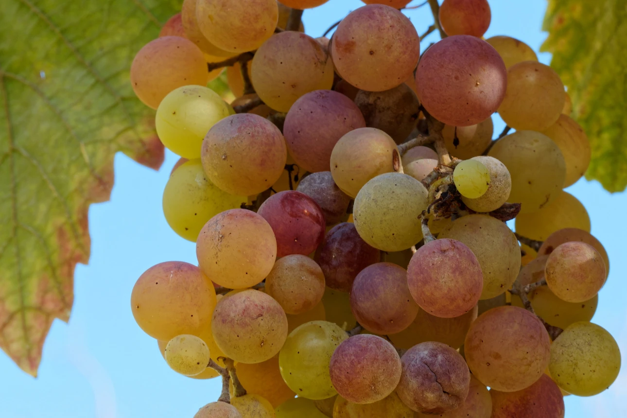 Weintrauben