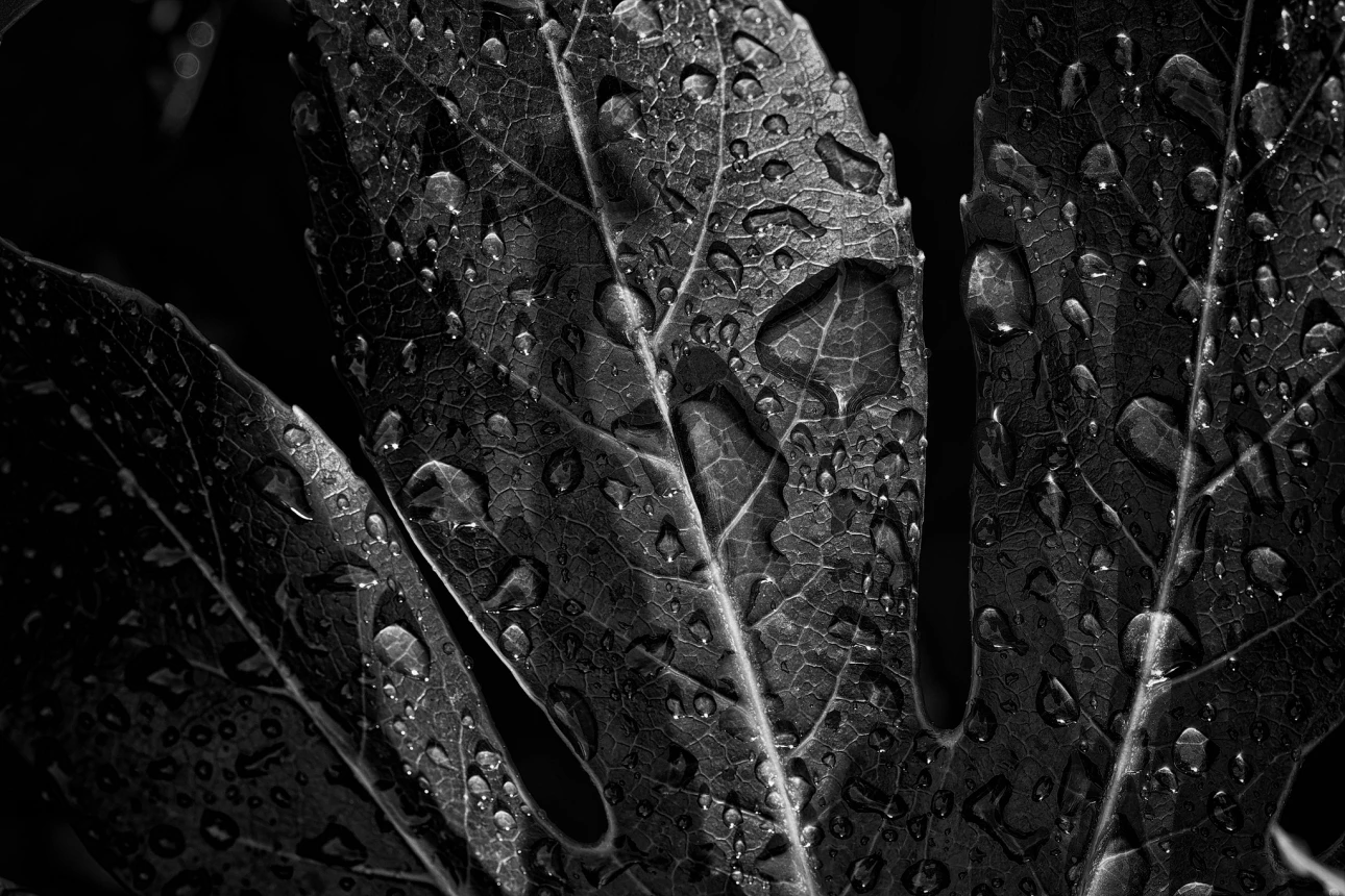 Nach dem Regen