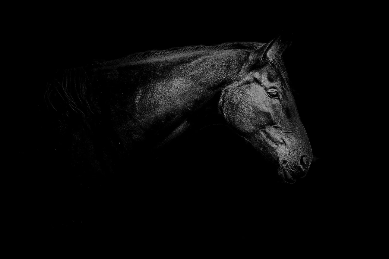 Pferd-Porträt