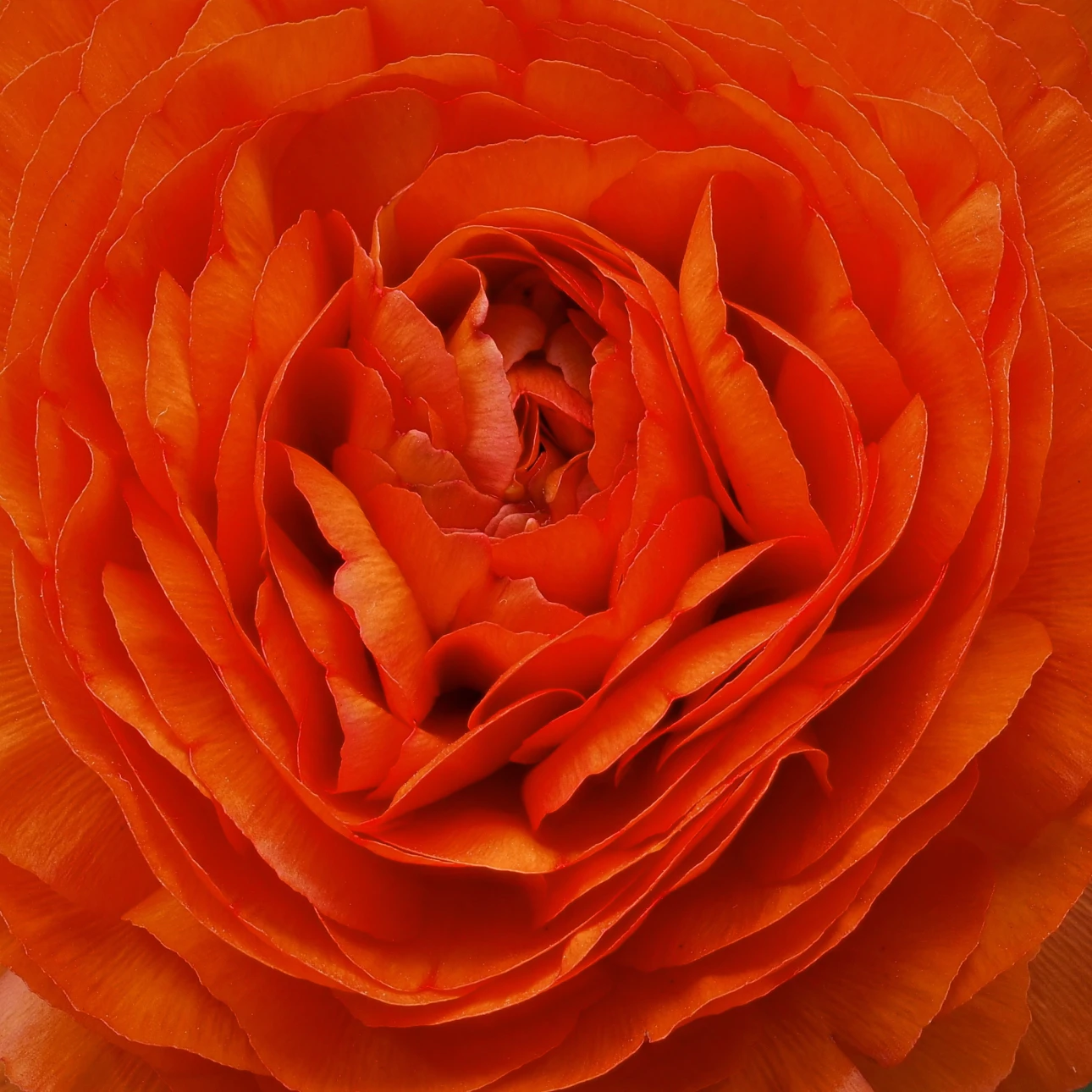 Zentrum einer orangenRanunkel