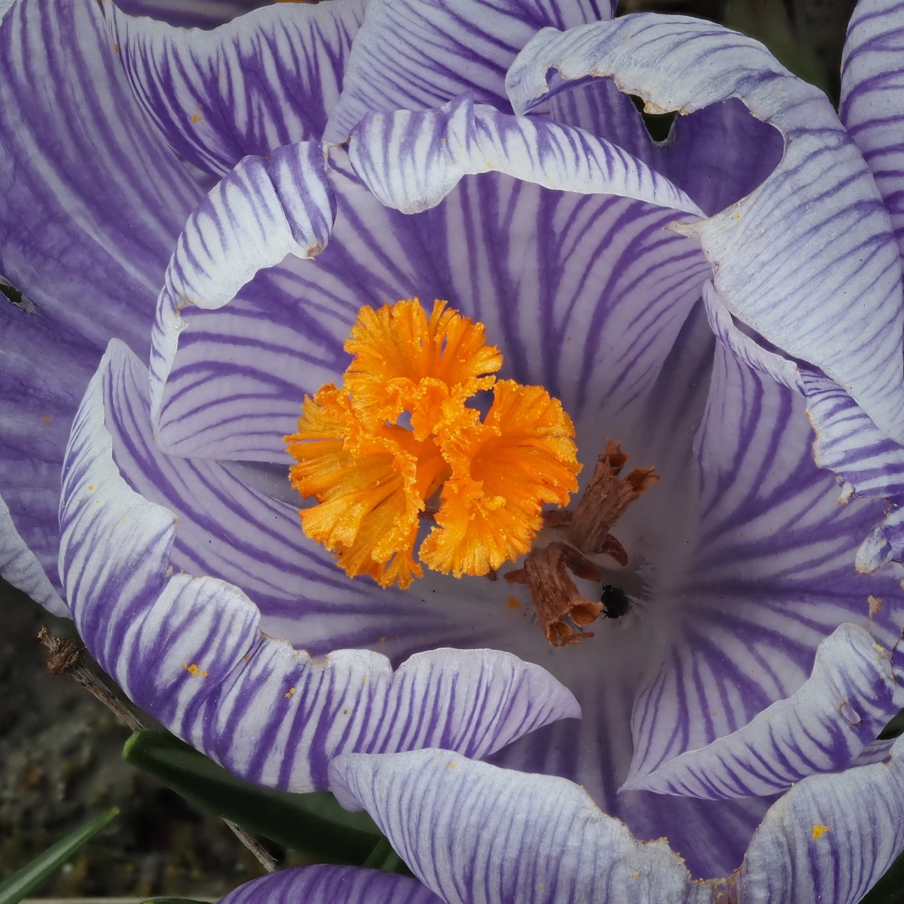Krokusblüte