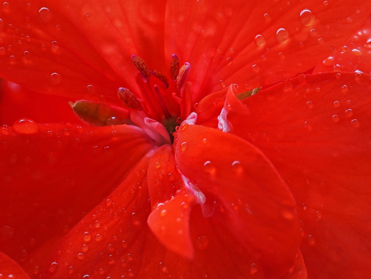 Pelargonienblüte