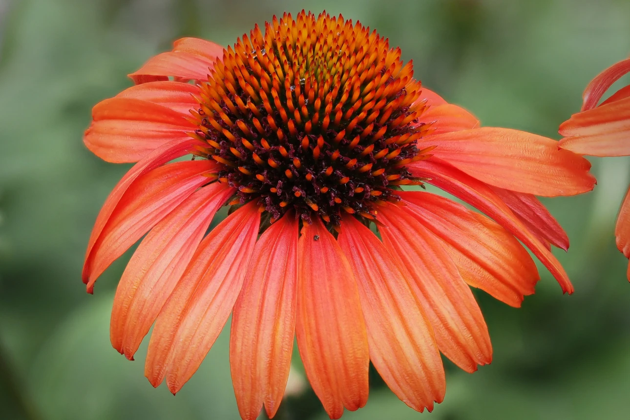 Sonnenhut (Echinacea)