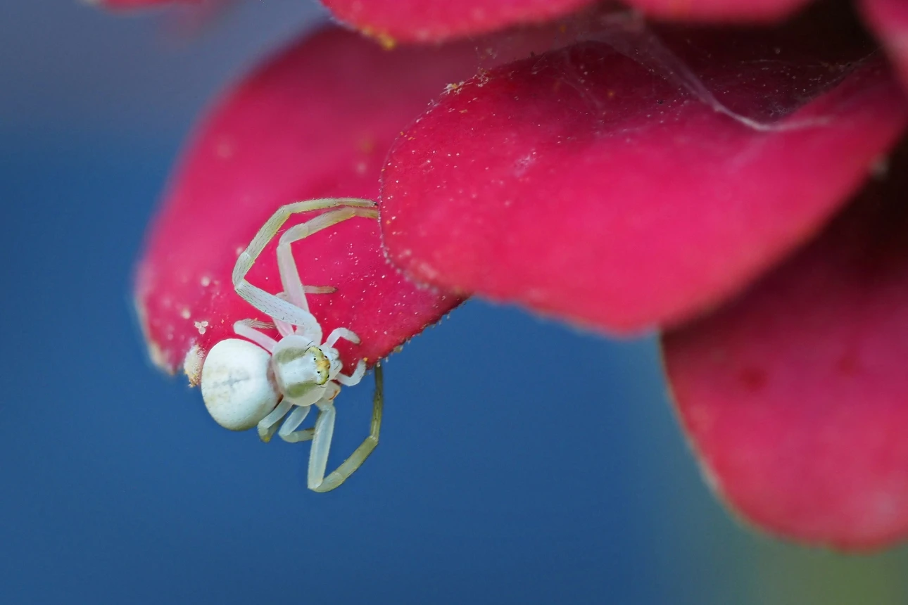 Krabbenspinne auf Zinnie (II)