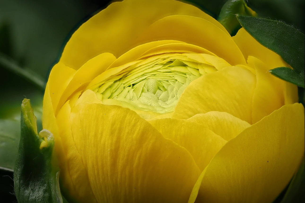 Gelbe, geschlossene Ranunkel