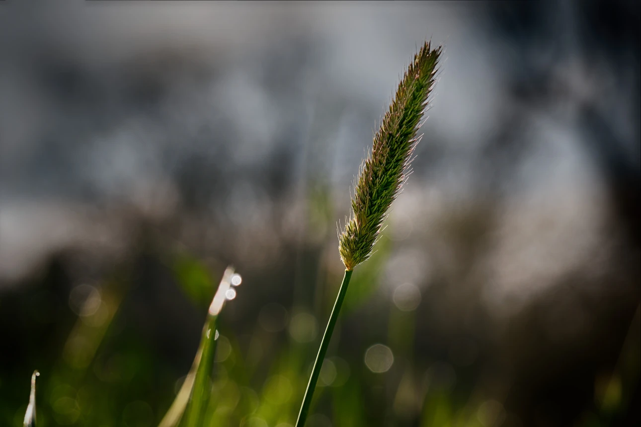 Einzelner Grashalm vor unscharfem Hintergrund