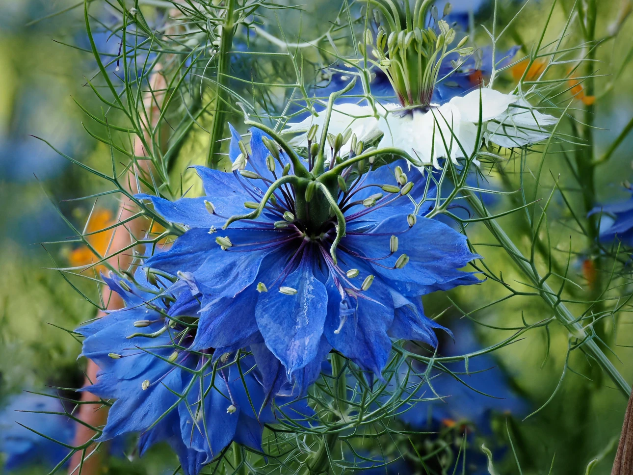 Jungfer im Grünen
