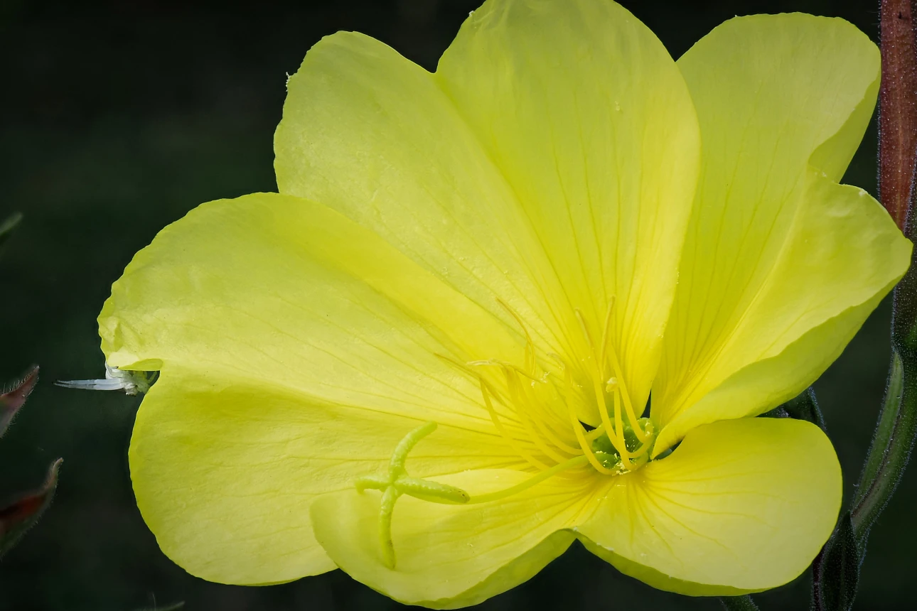 Blüte einer Nachtkerze und lauernde Krabbenspinne