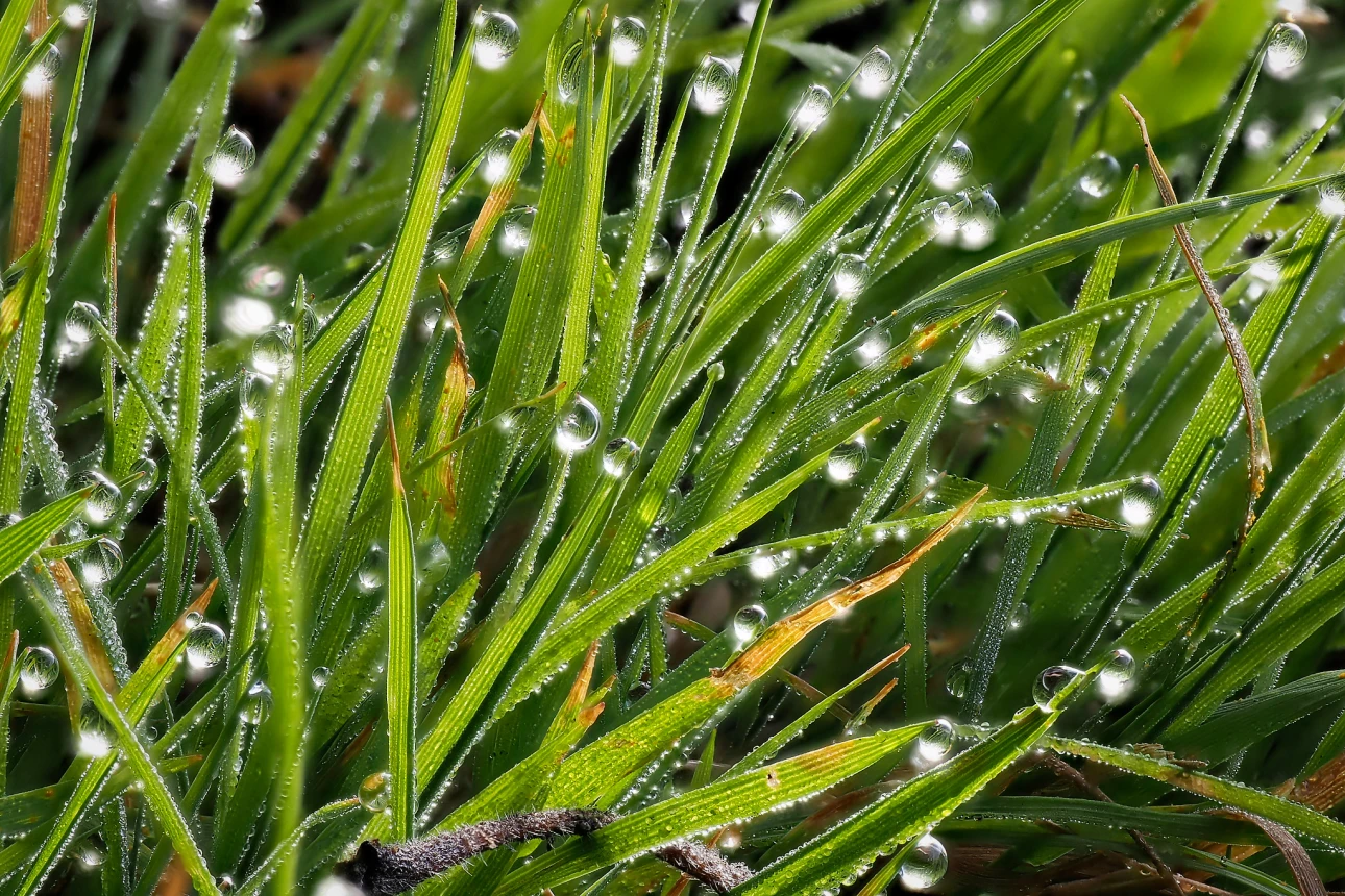 Gras mit Morgentau im Sonnenlicht