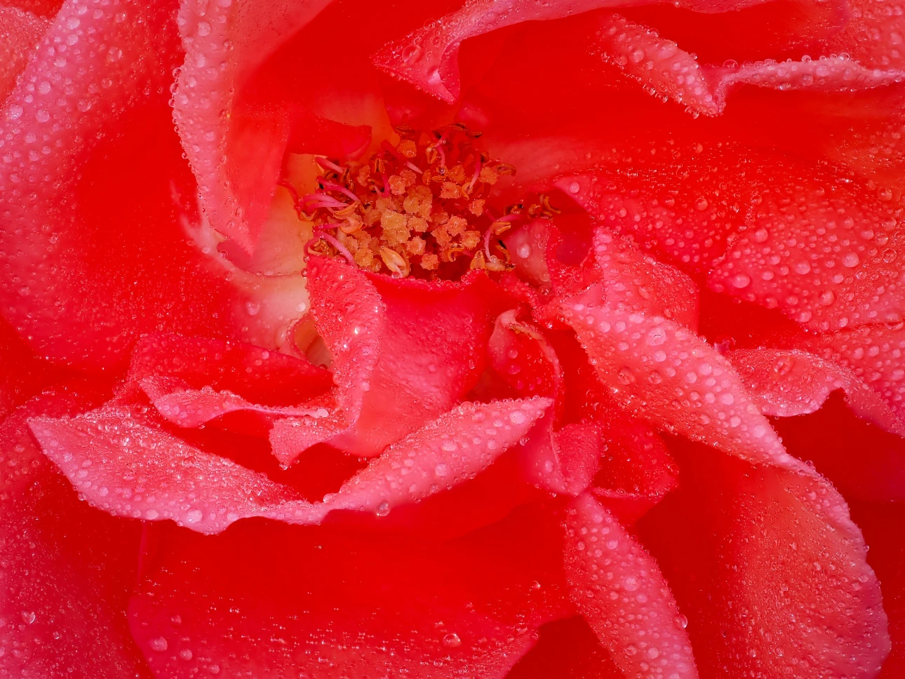 Das Zentrum einer Rose