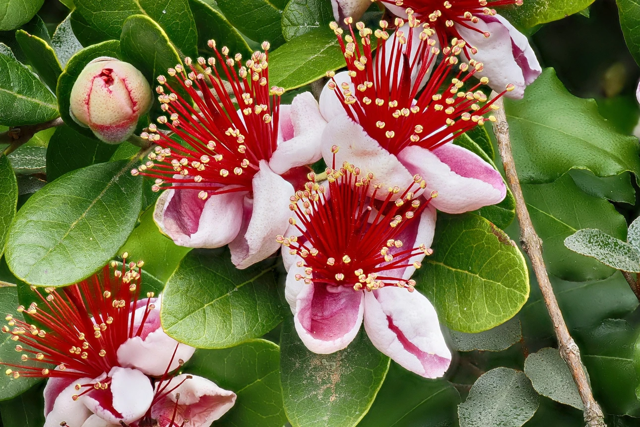 Brasilianische Guave