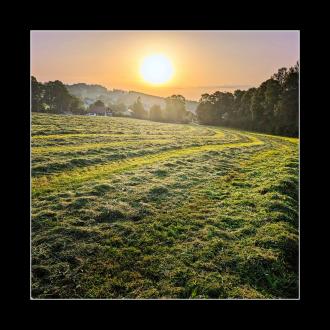 Gemähtes Gras am Morgen früh
