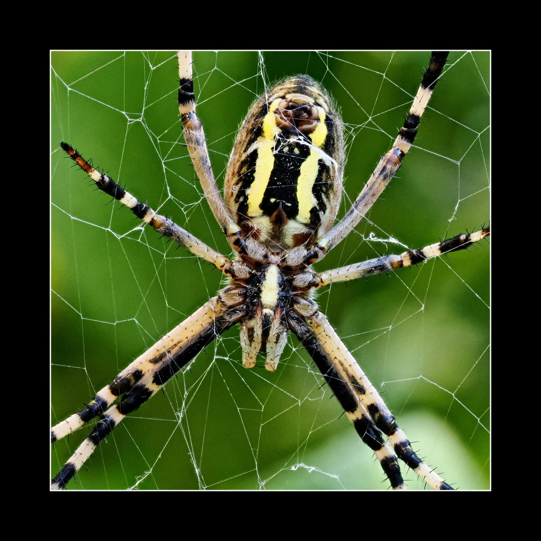 Wespenspinne (Argiope bruennichi)