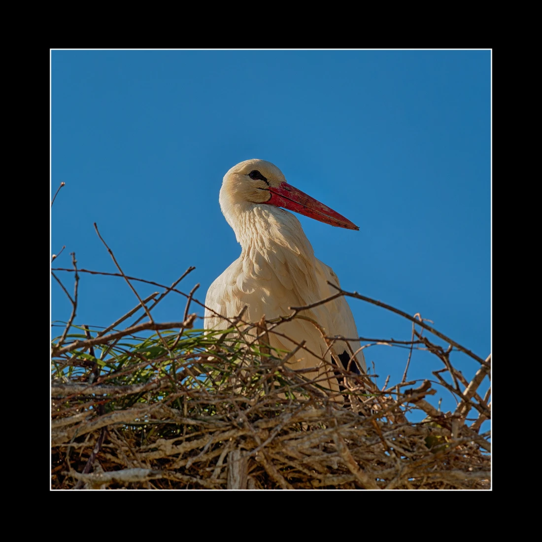 Storch