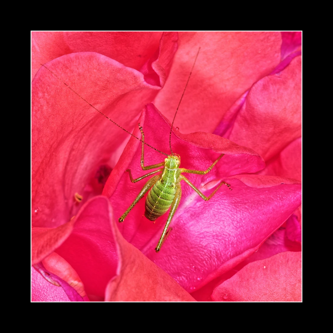 Punktierte Zartschrecke