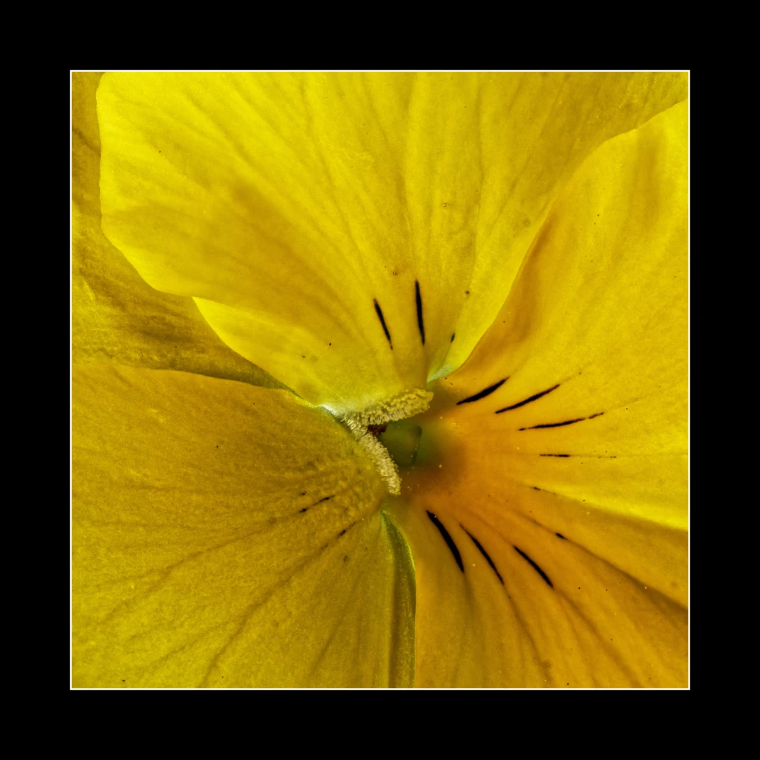 Gelbes Stiefmütterchen