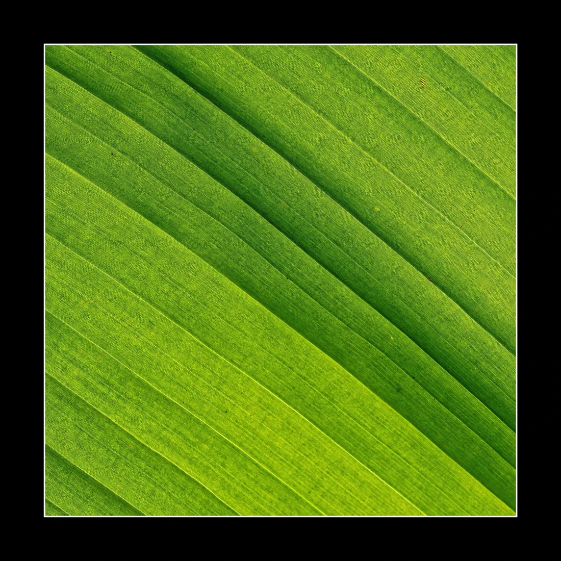 Bananenbaumblatt
