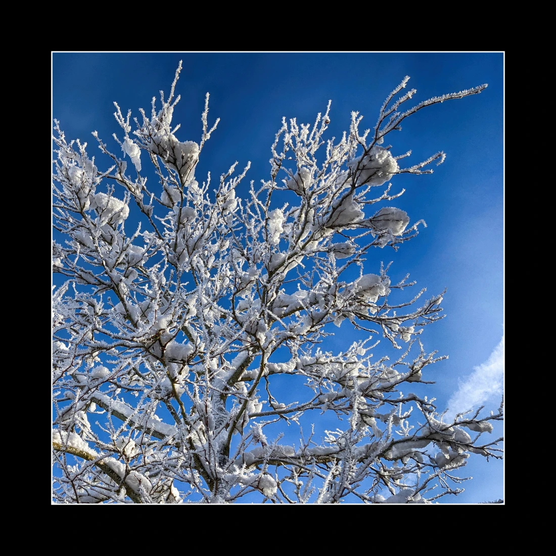 Winterbaum